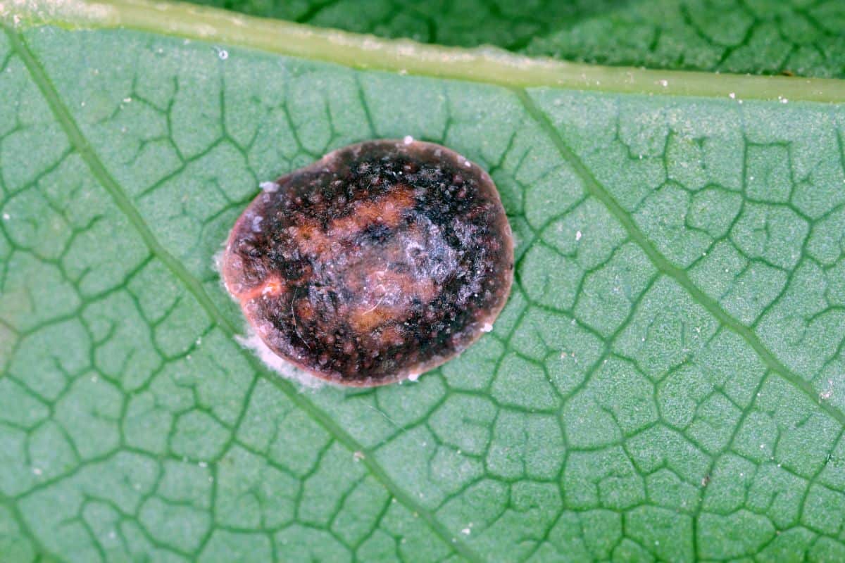 Scale pest on a leaf close-up.