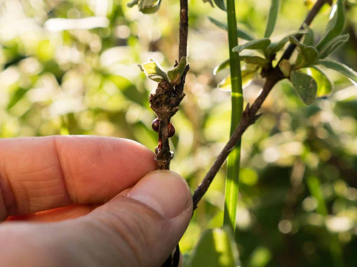 Hand holding a stem with scale pests.