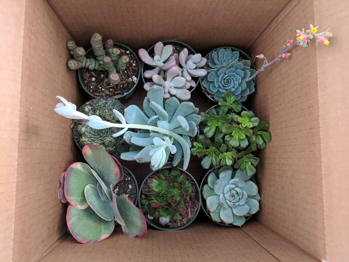 Succulents in a cardboard box.