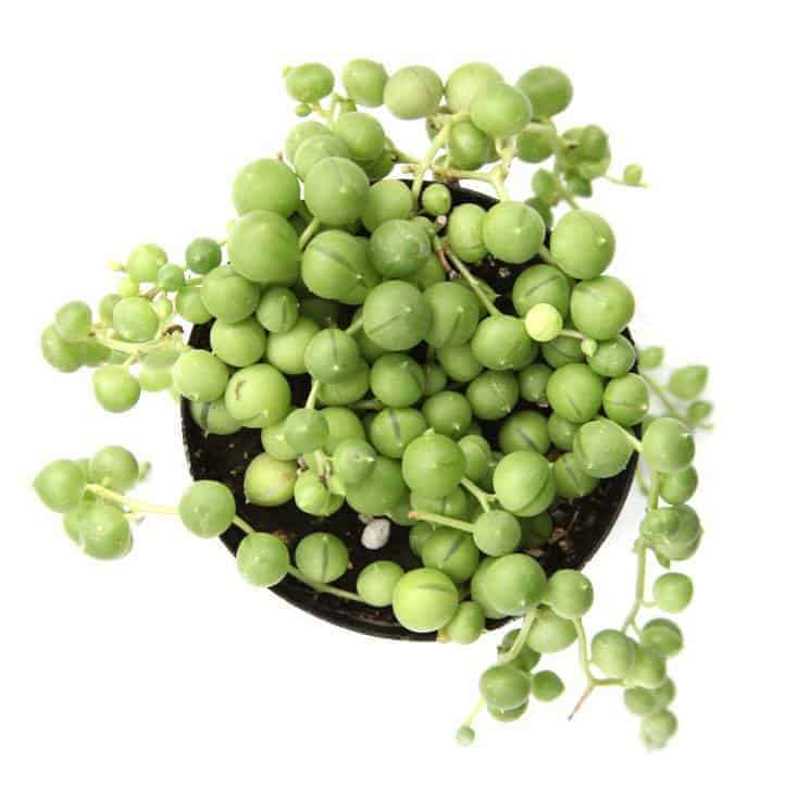 String of pearls in a pot.
