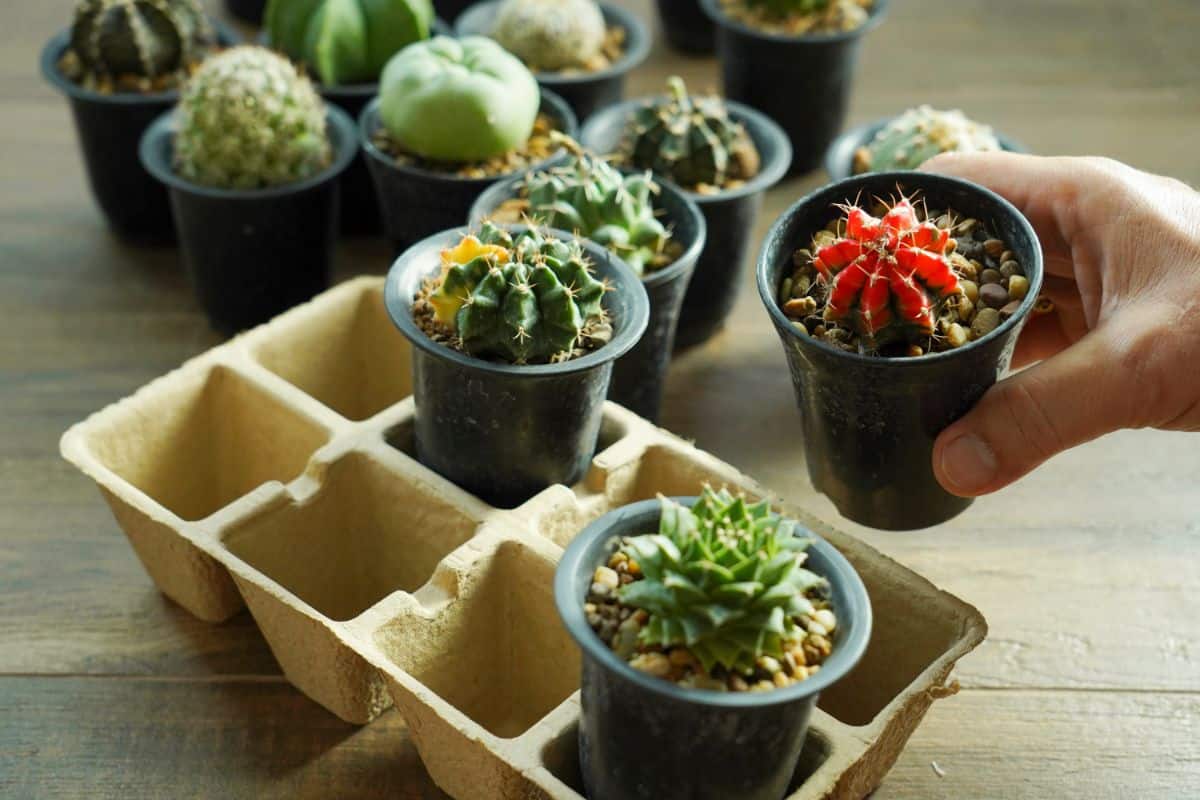 Hand holding a succulent in a pot over a succulent box.