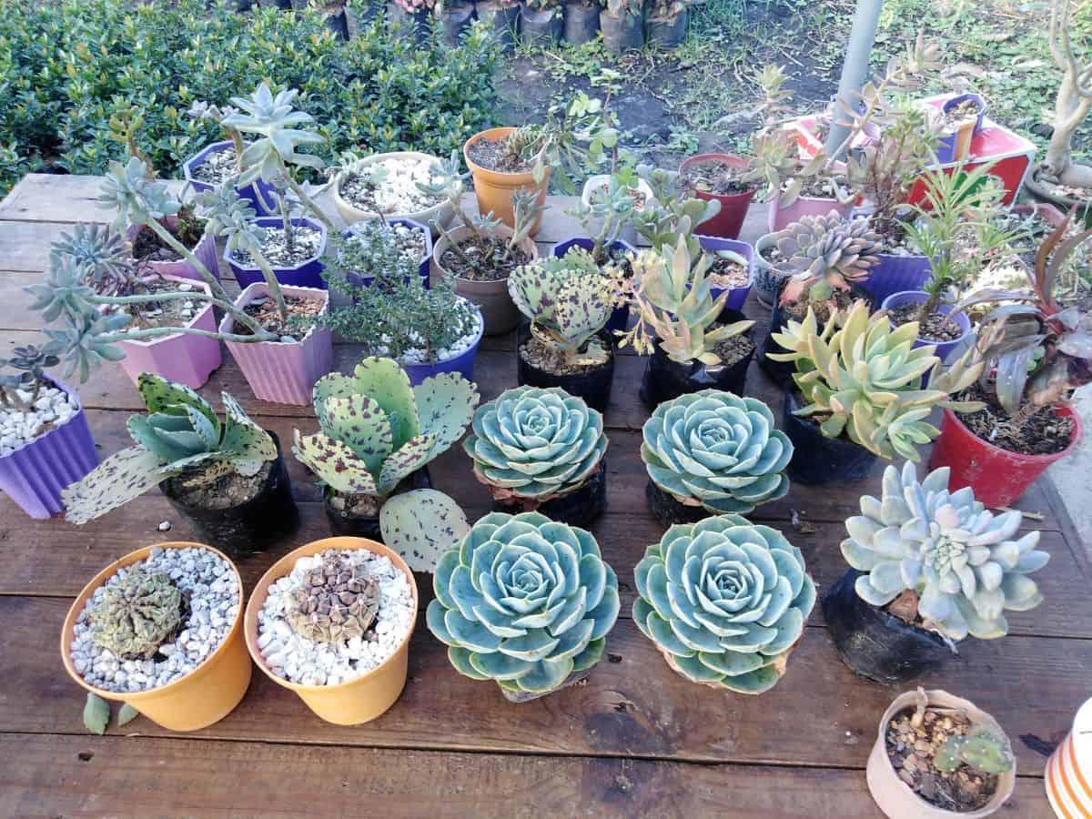 Many varieties of succulents in pots on the wooden table.