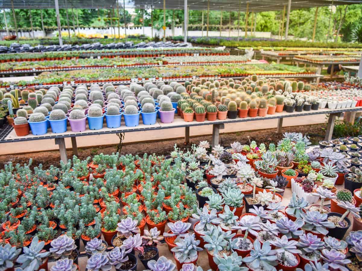 Succulent nursery.