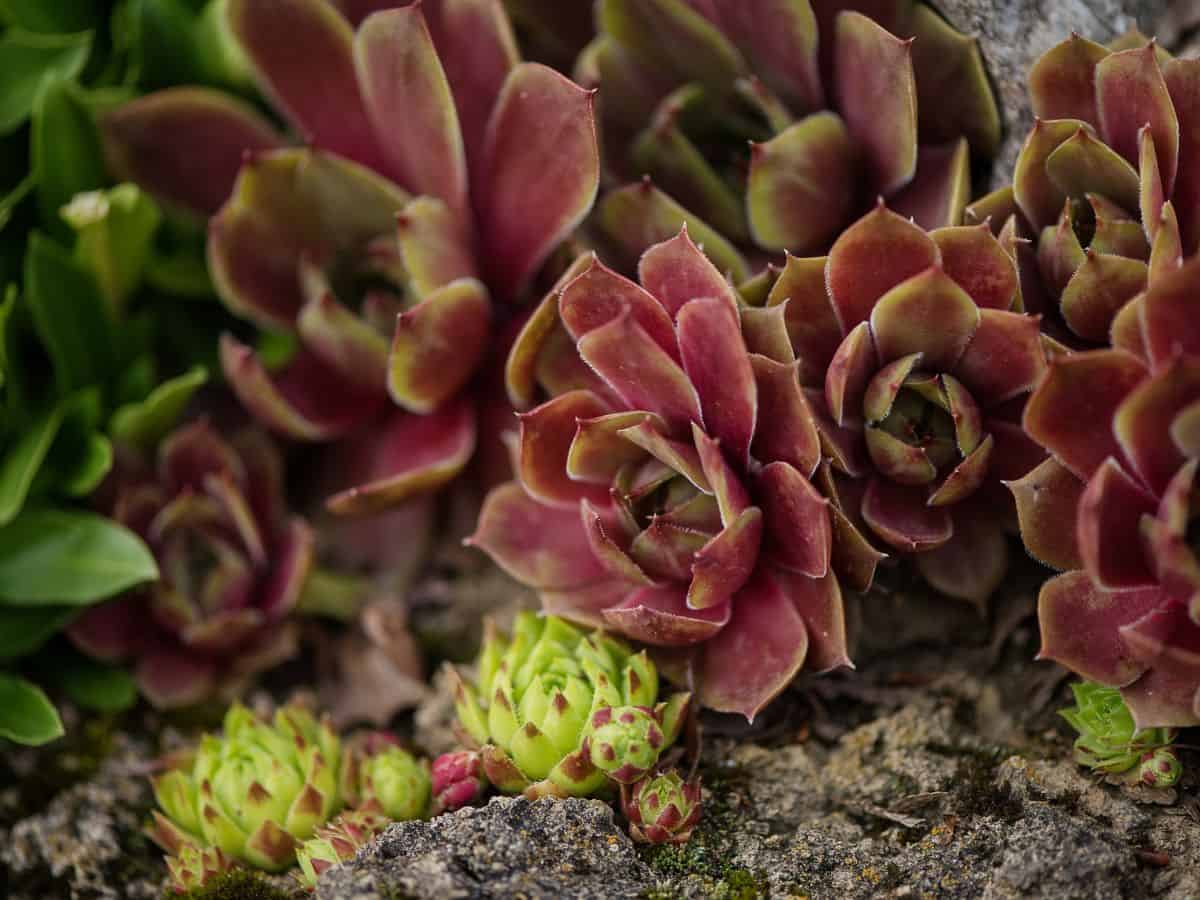 Succulents growing outdoor close-up.
