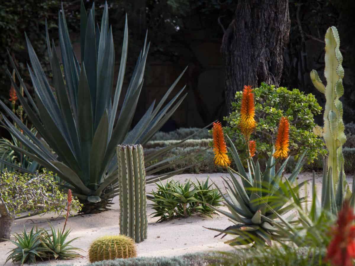 Different varieties of succulents growing outdoor.