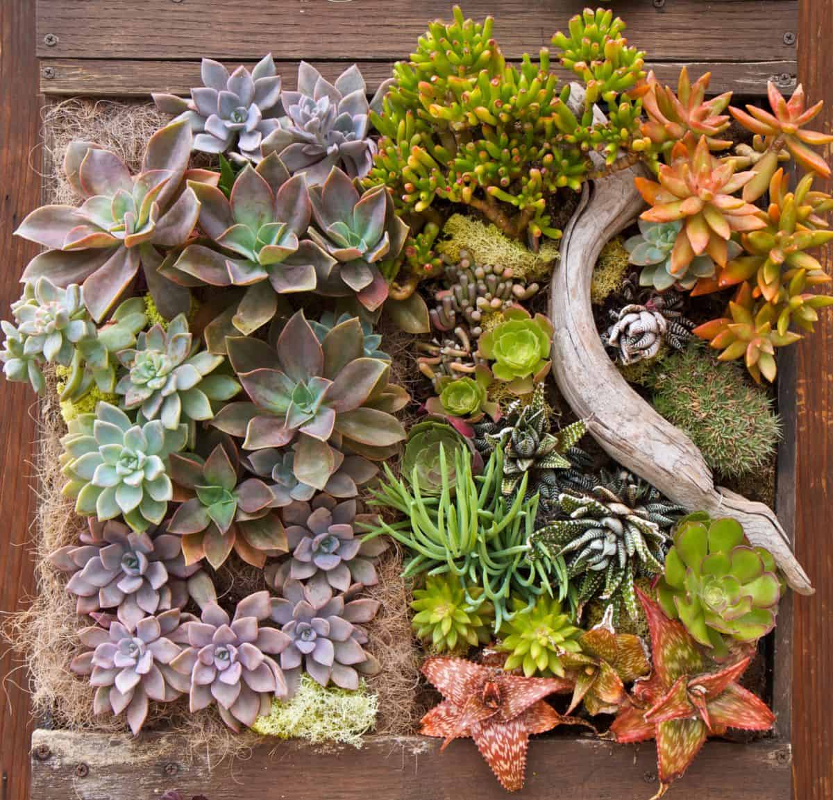 DIfferent varieties of succulents on a wooden planter.