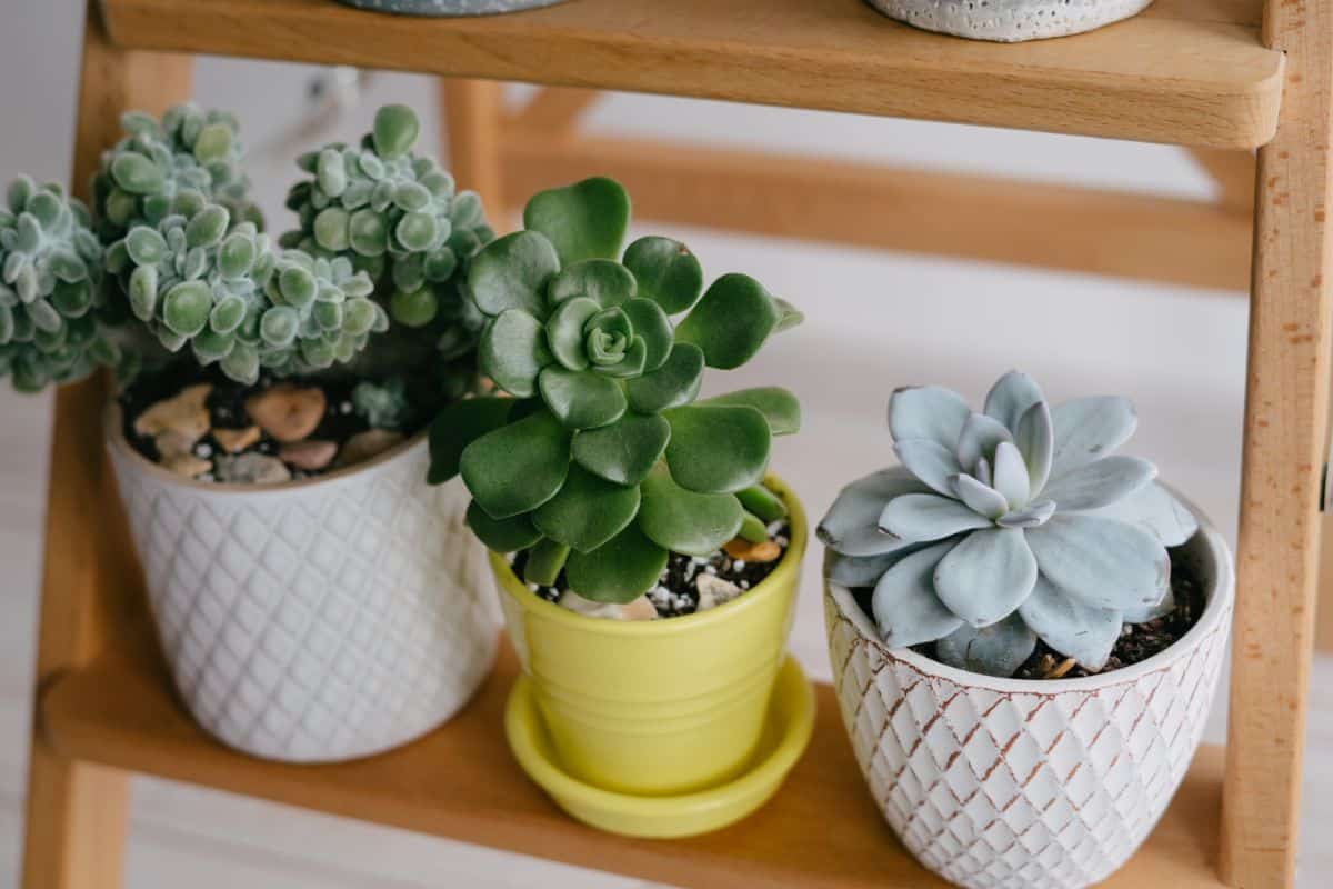 Indoor succulents on a wooden shelve.