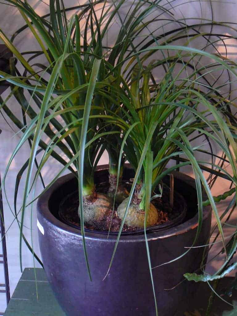 Ponytail Palm