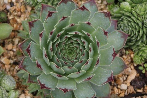 Australian Succulents