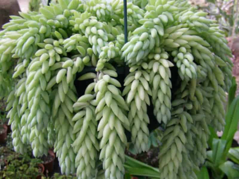 Burro's Tail