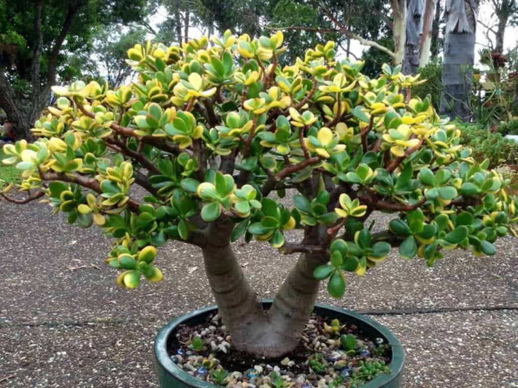 Jade Plant