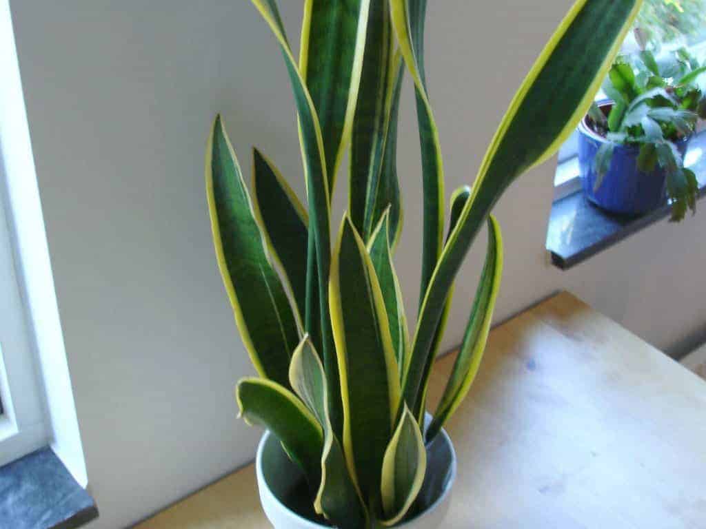 indoor lowlight plants