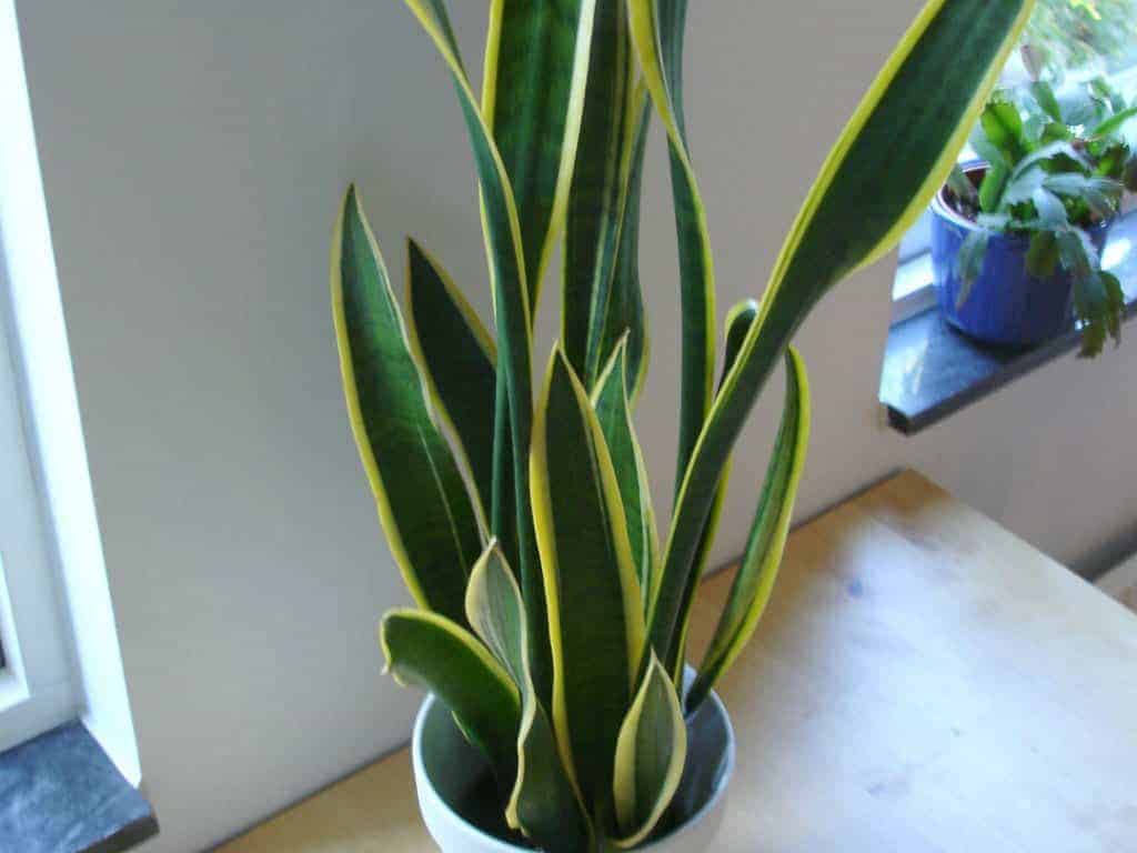 Snake plant