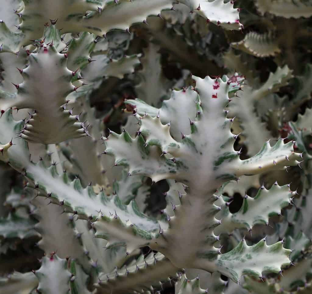 Euphorbia lactea close-up.