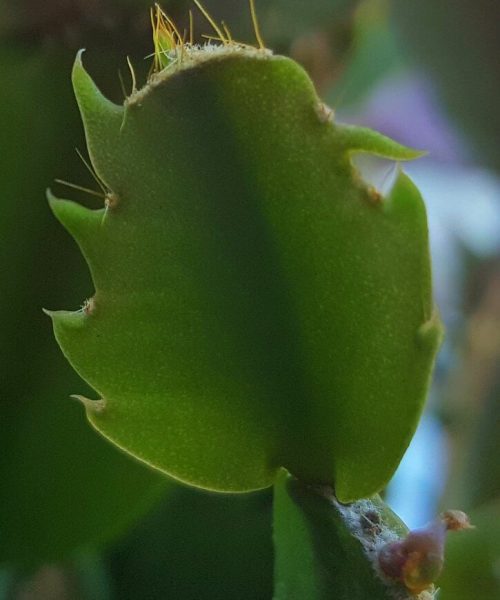 Leaf close-up.