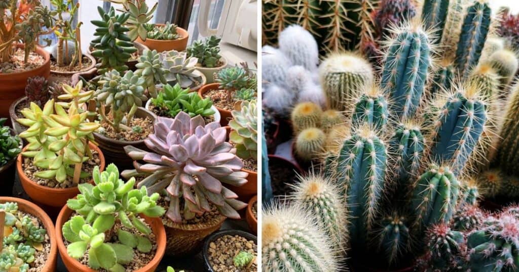 What's the Difference Between Succulents & Cactuses?