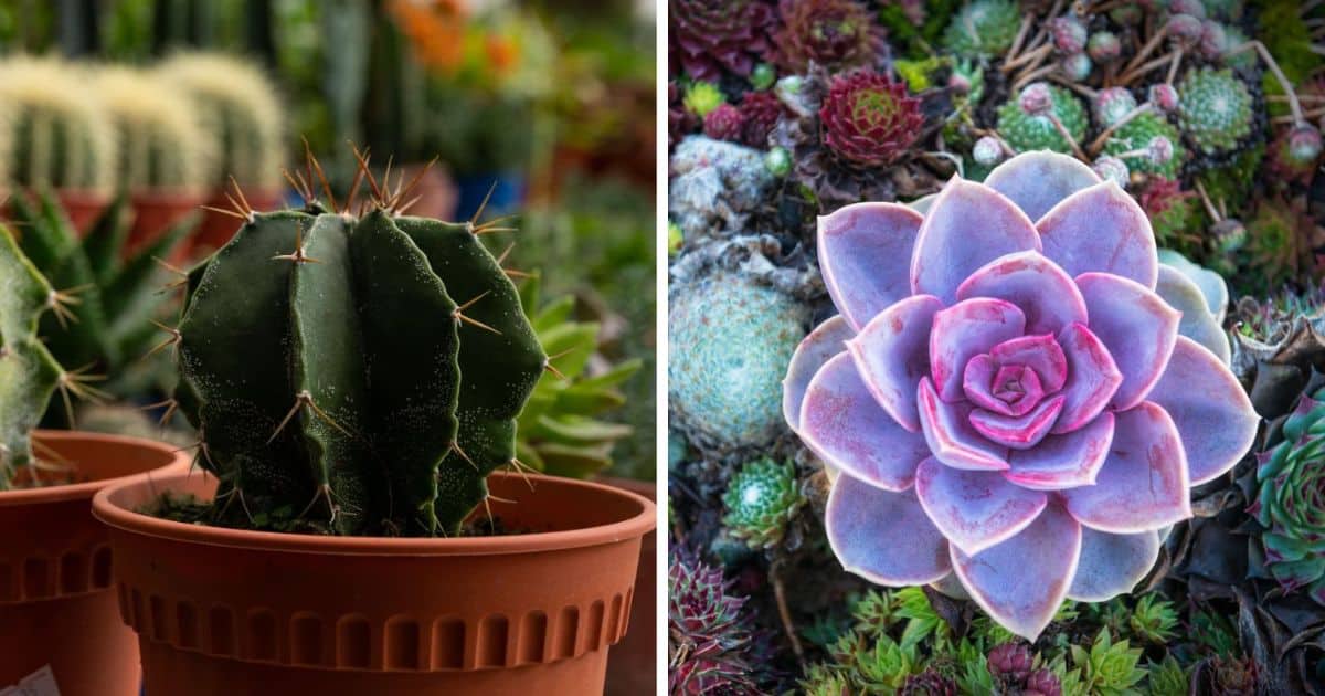 Image of a succulent and image of a cactus.
