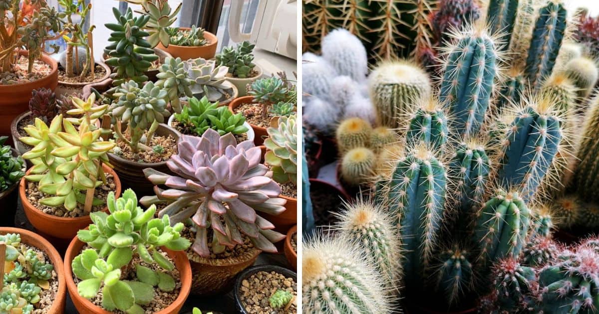 Image of cactuses and image of succulents.