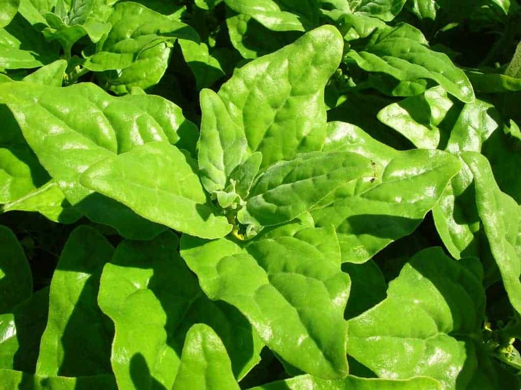 New Zealand spinach close-up.