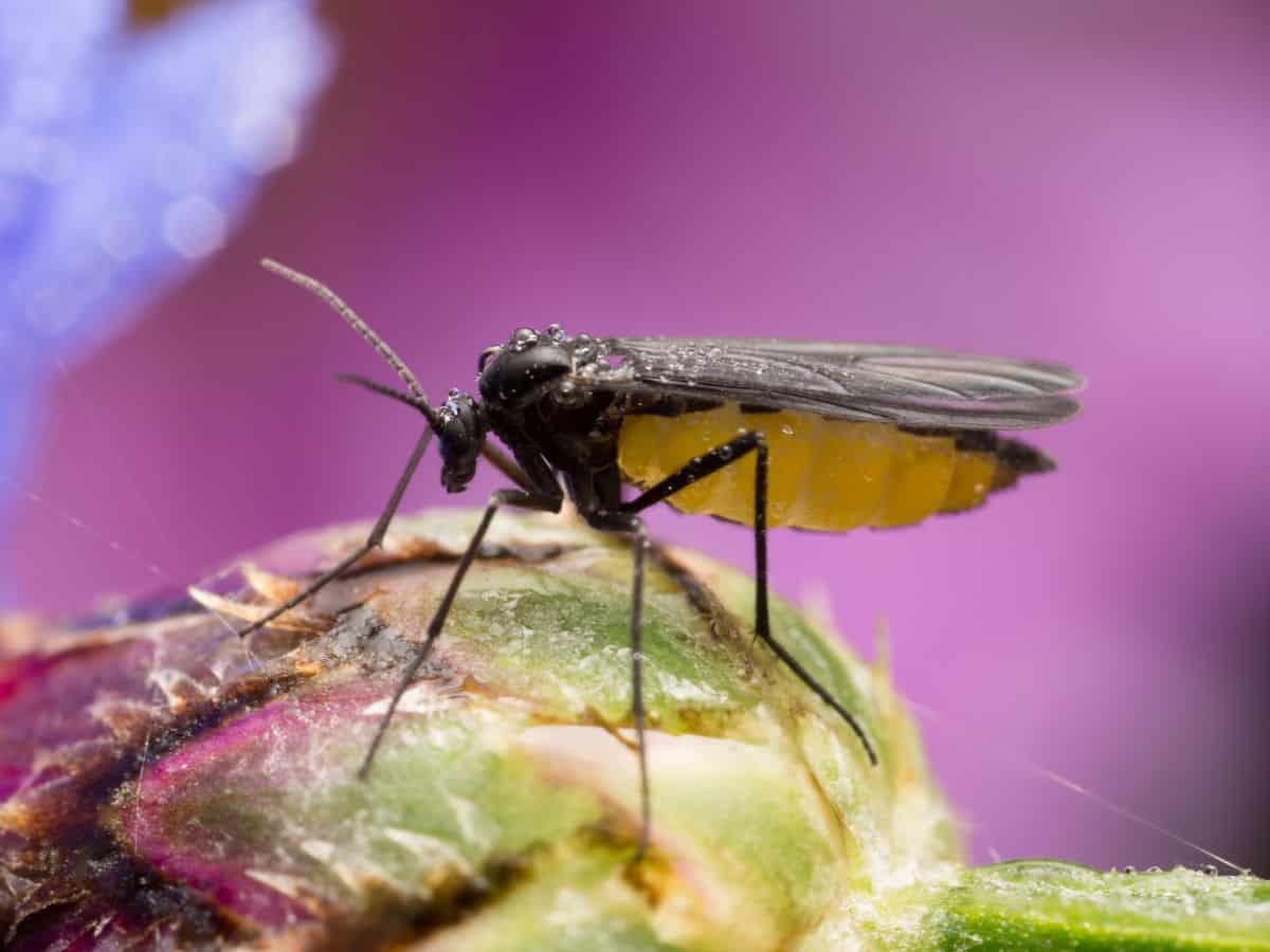 Fungus gnat on a buld close-up.