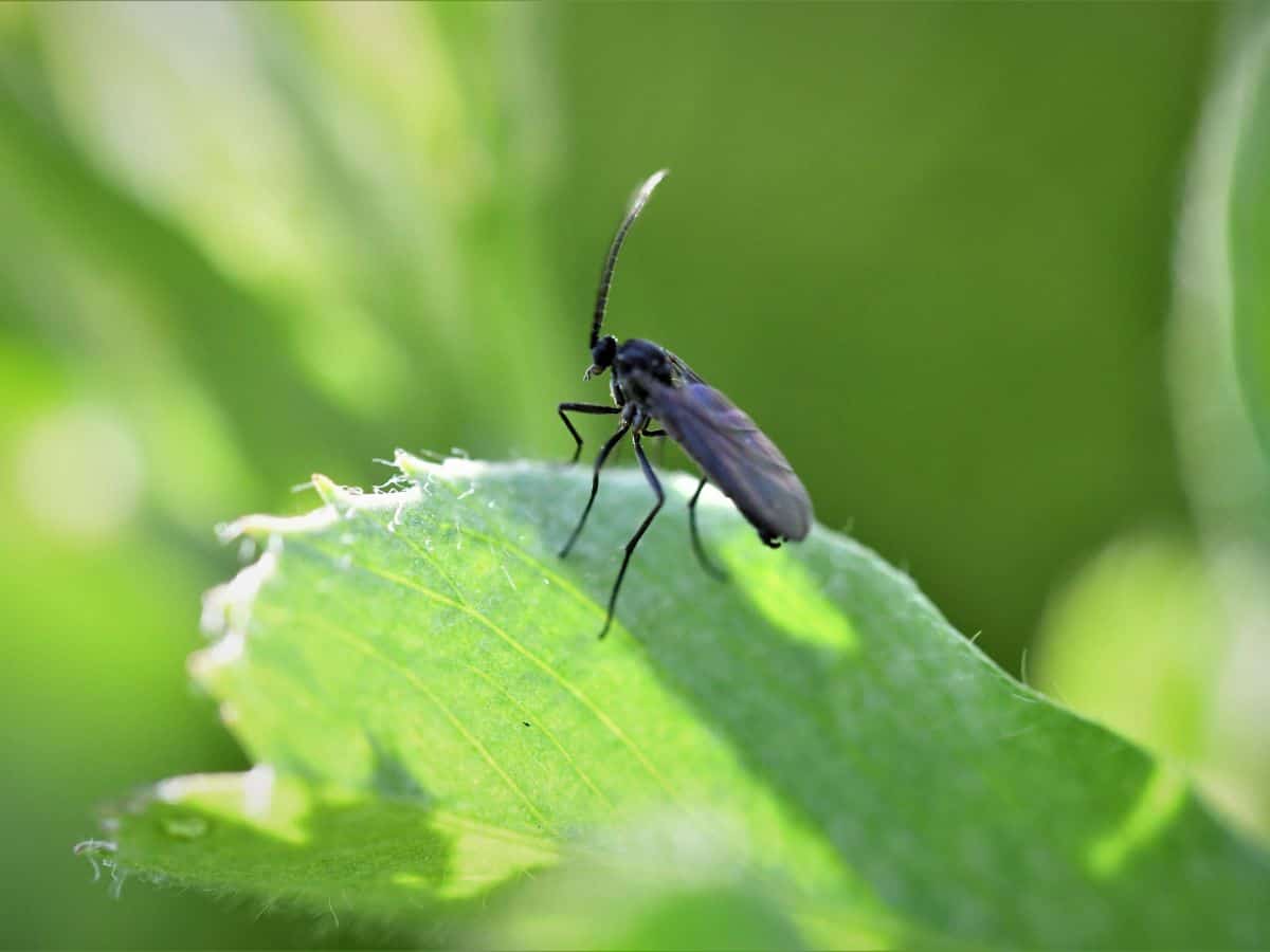 Fungus gnat on a leaf close-up.