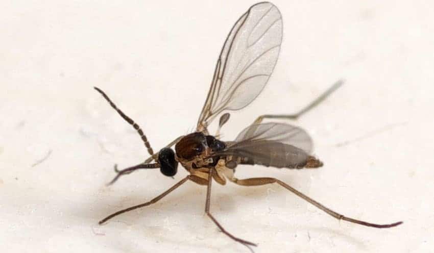 Fungus gnat close-up.