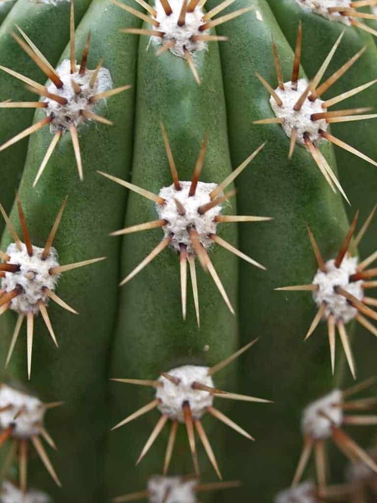 Cactus close-up.