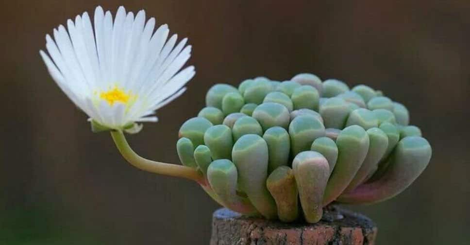 Succulent plant with flower.