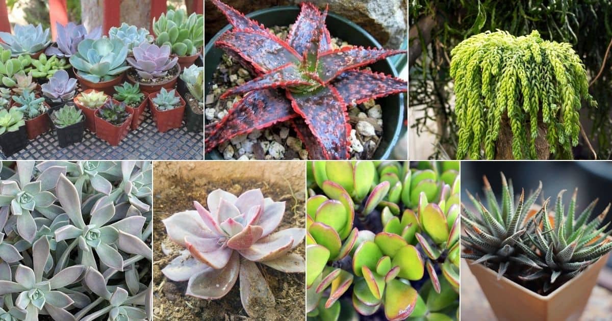 Collage of beautiful succulent for arrangements.