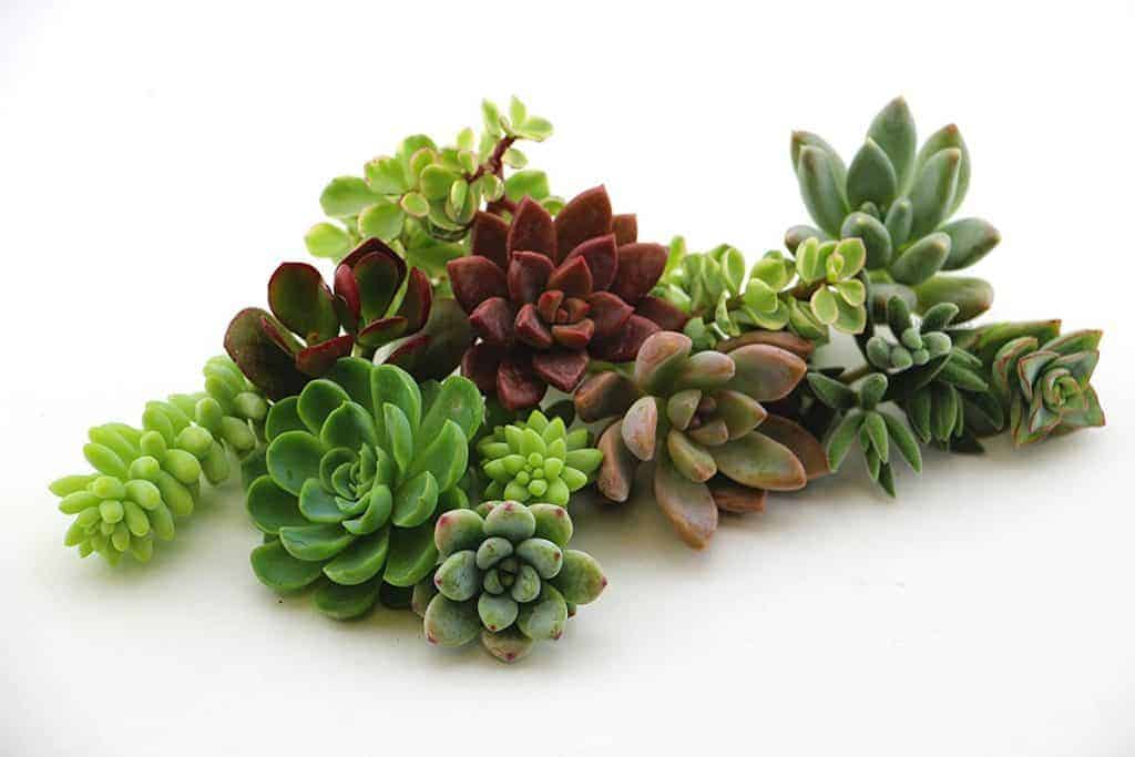 Succulent cuttings on a white background.