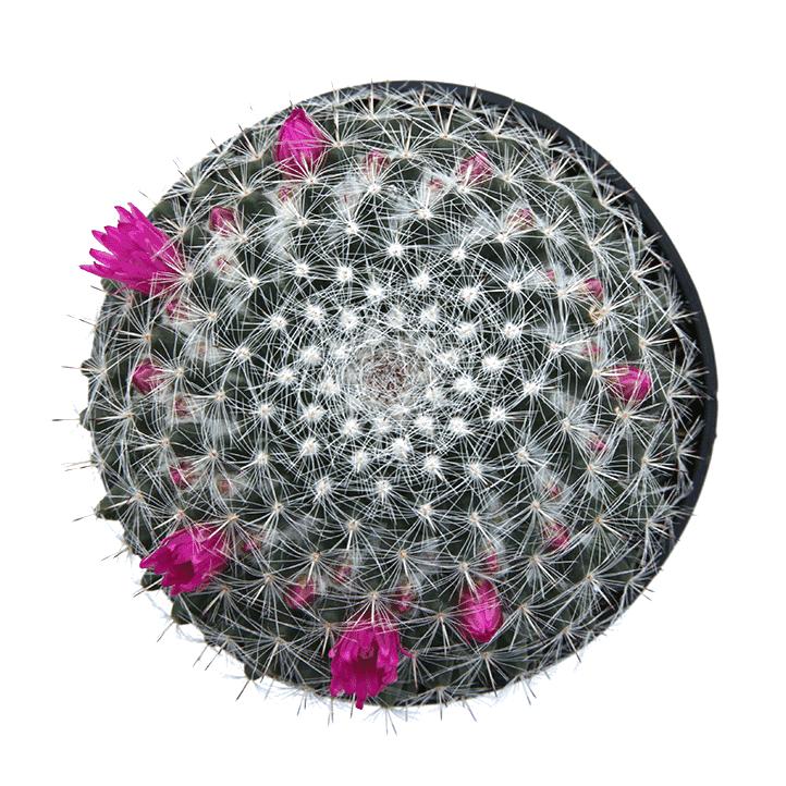 Mammillaria Cacti