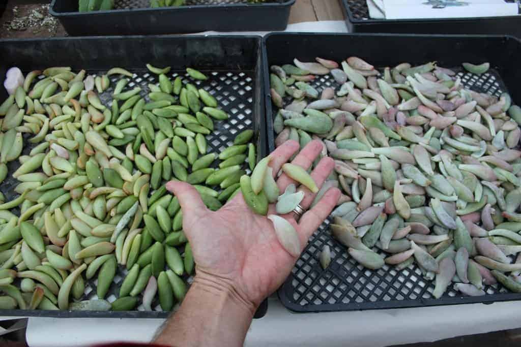 Trays full of succulent leaves and human hand holding few of them.