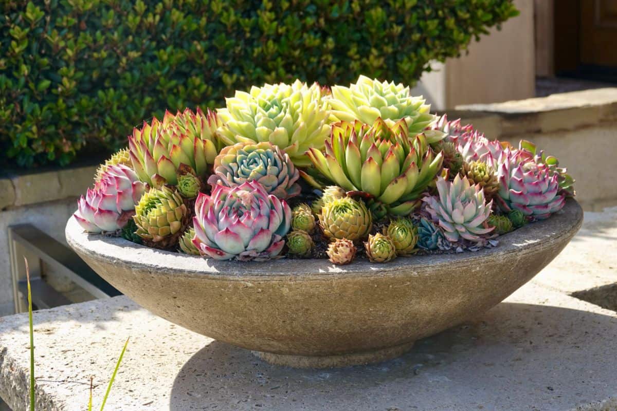 Arranged sucuclents in a big pot.