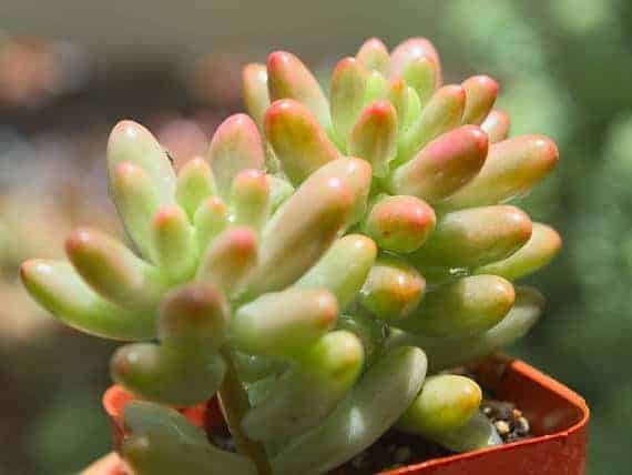 Jelly Bean Plant, Sedum rubrontinctum