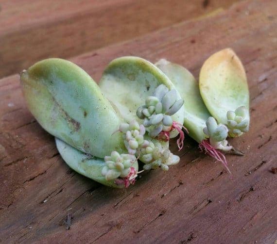 Succulent leaves with roots.