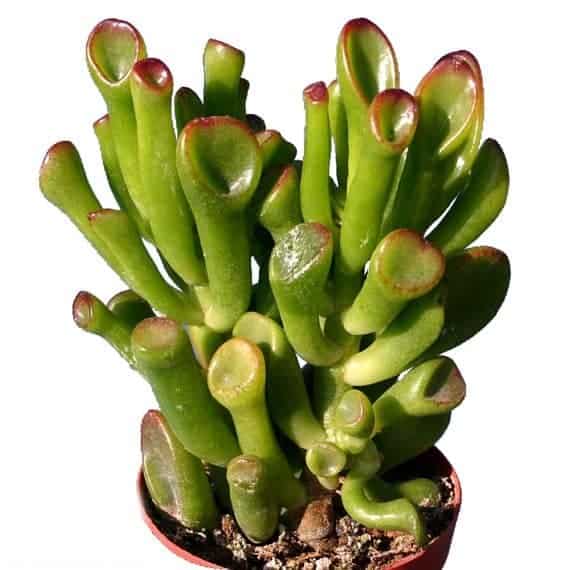 best succulent arrangement