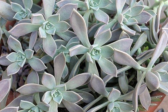  Ghost Plant, Graptopetalum paraguayense