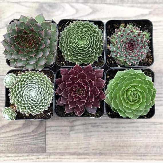 Sempervivum varieties in pots.