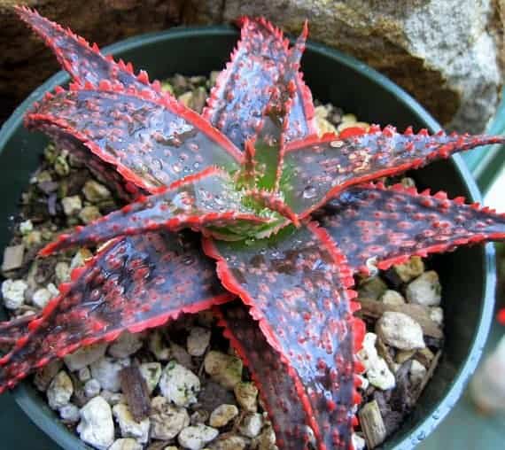 Christmas Carol Aloe in a pot.