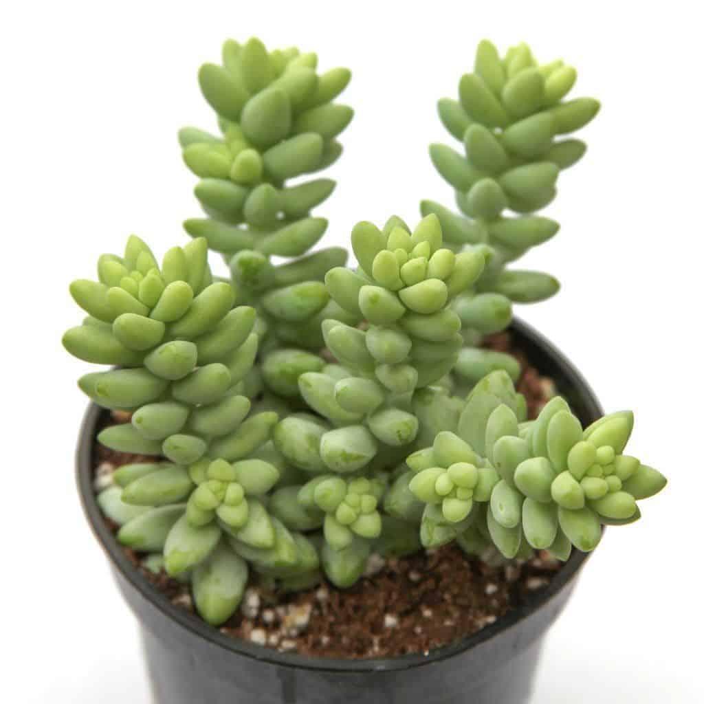 Burro's Tail in a pot.