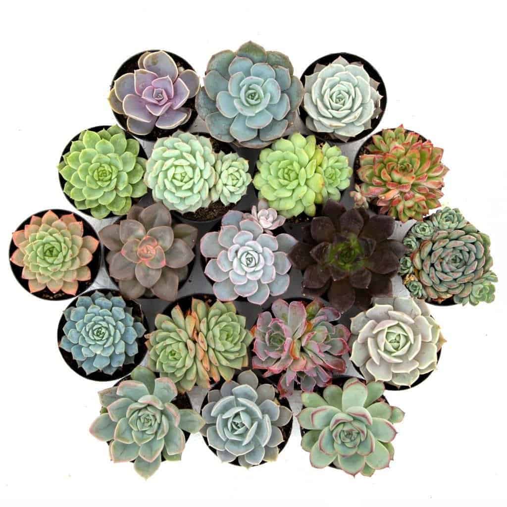 Different varieties of echeverias in pots.