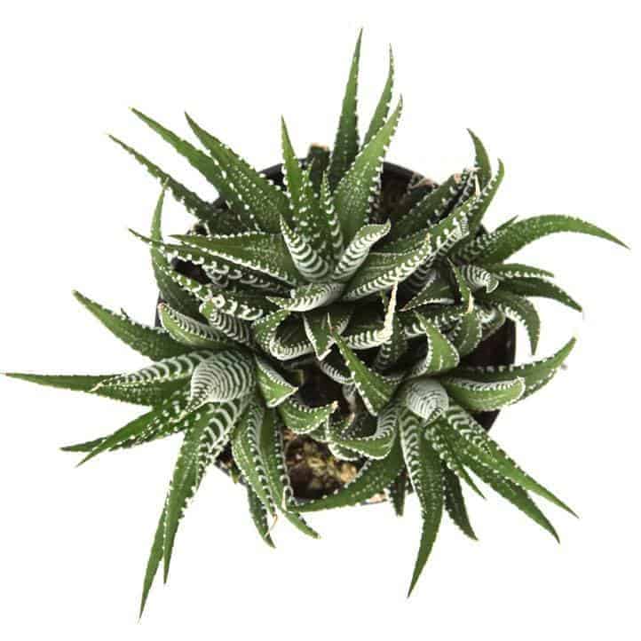 Zebra Cactus, Haworthia fasciata in a pot.