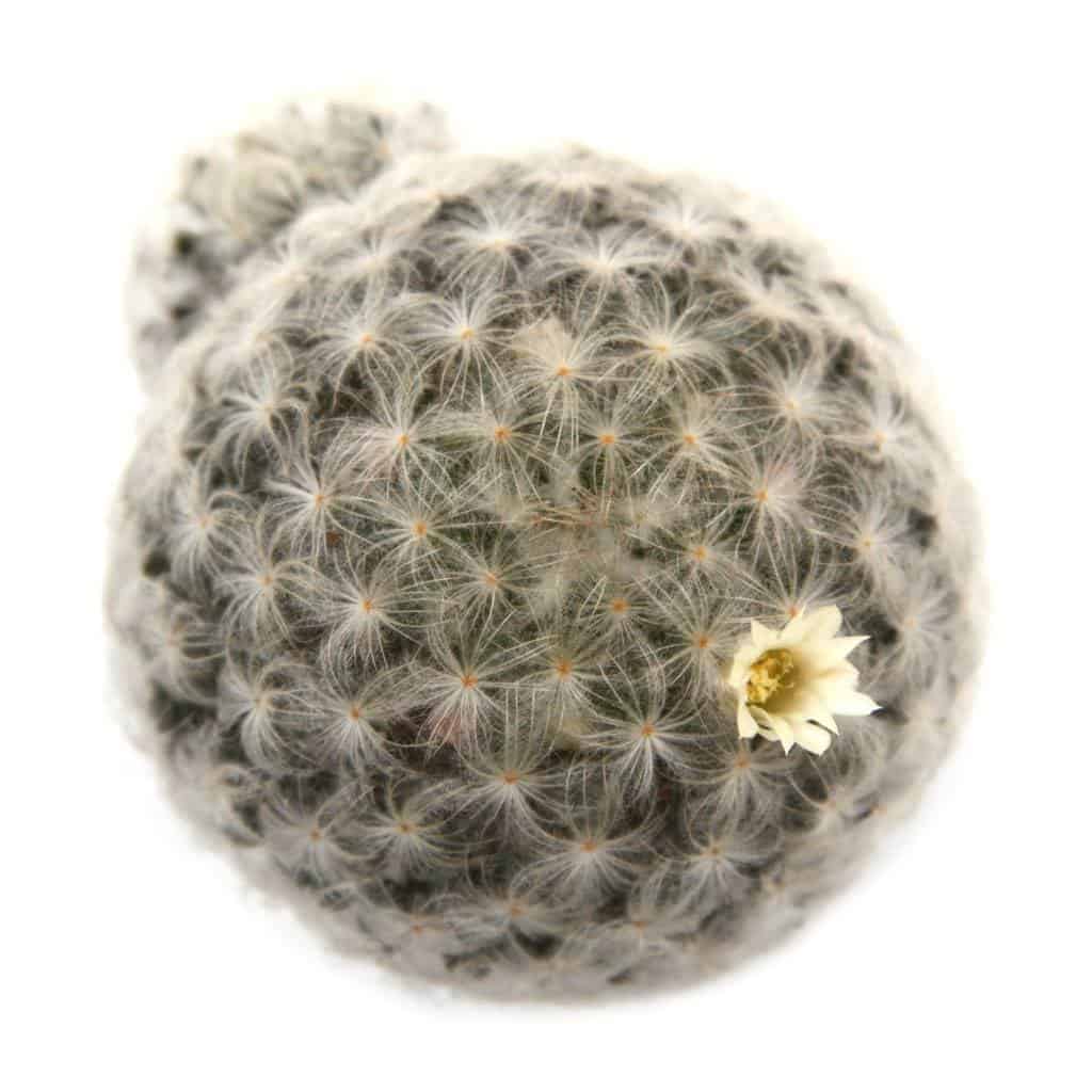  Mammillaria Cacti