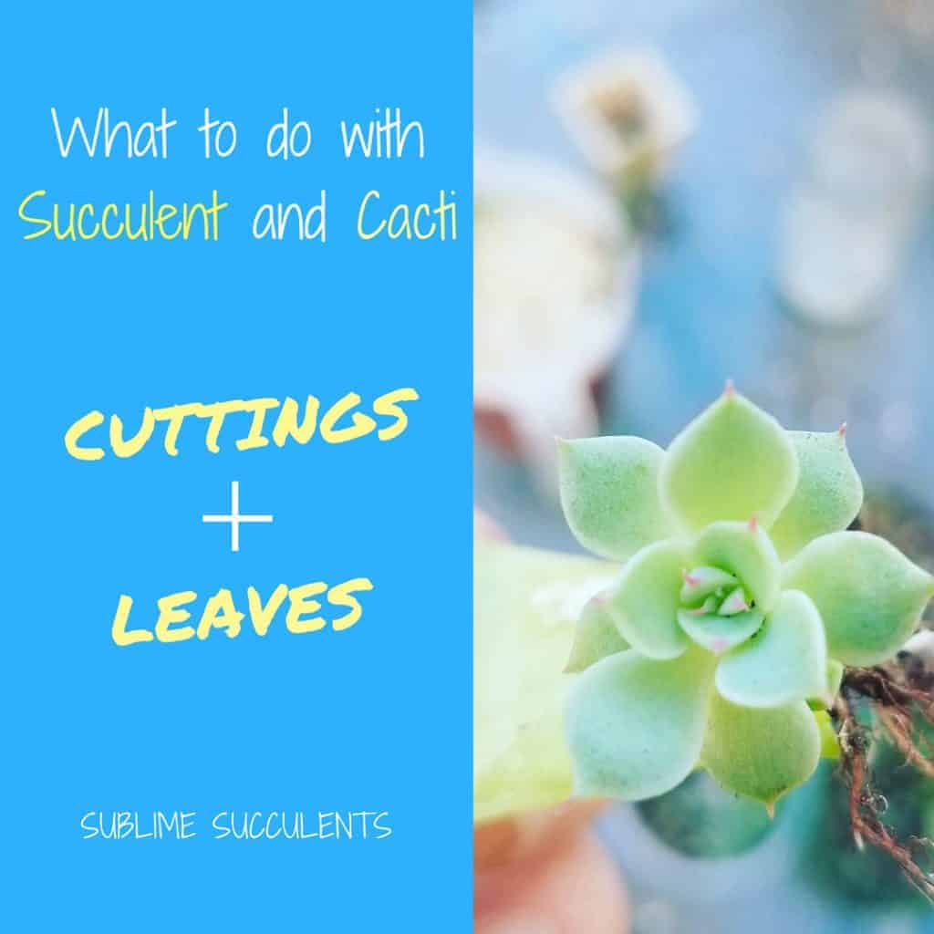 What to do with Succulent Cuttings and Leaves