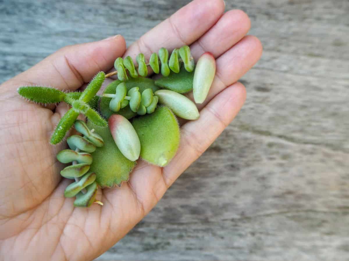 Succulent leaves on the palm of the hand.
