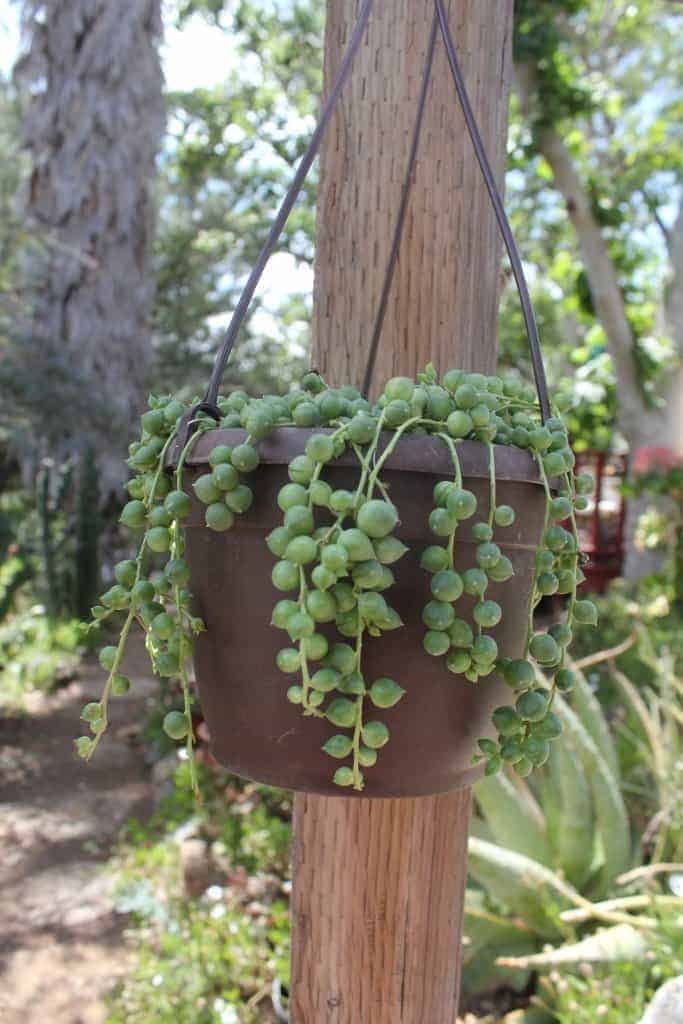 String of Pearlsin a hanging pot.