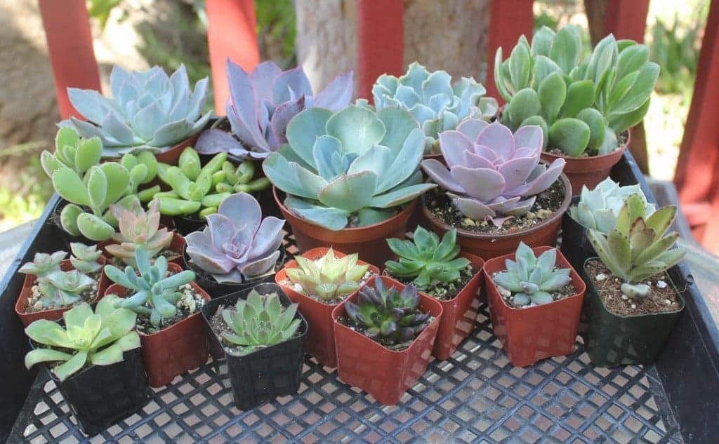 Different varieties of echeverias in pots.