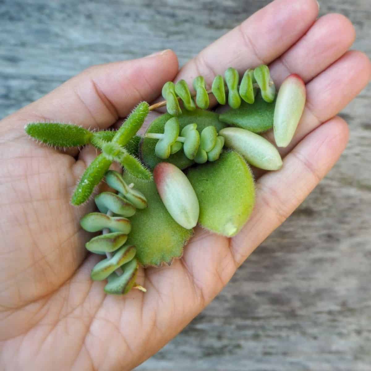 Succulent leaves on the palm of the hand.