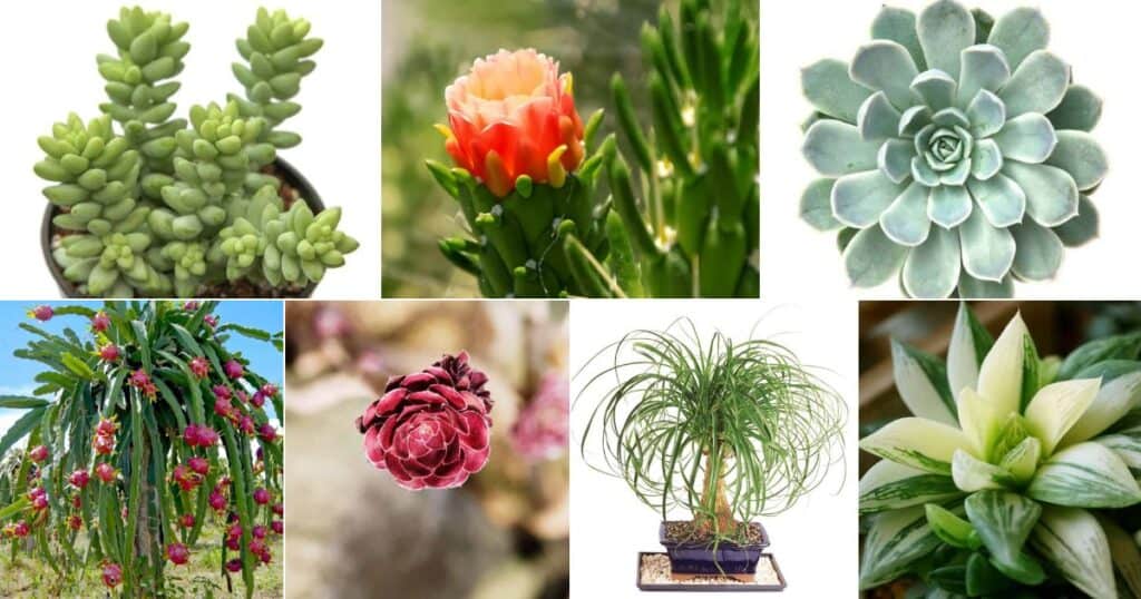 10 NonToxic, PetSafe Succulents Sublime Succulents