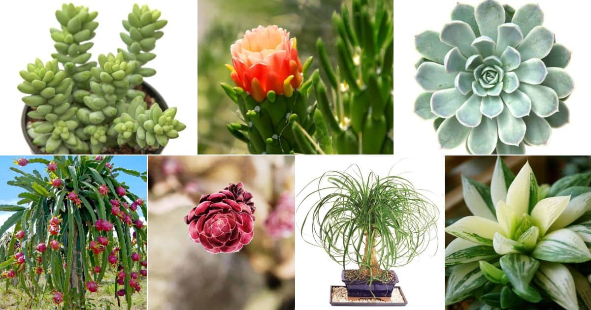 Collage of non toxic pet safe succulents.